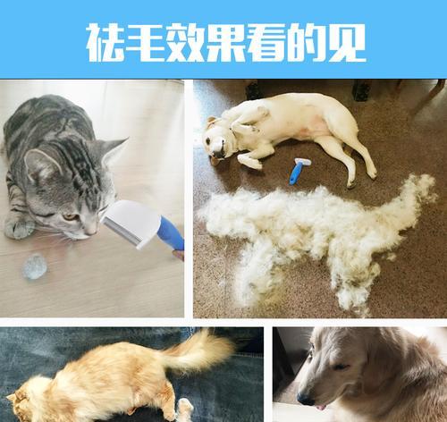 猫咪掉毛指南——如何解决猫咪掉毛的问题（宠物爱好者必看）