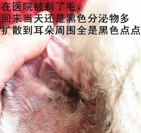 猫咪耳螨可治愈吗（探究宠物猫耳螨的症状）