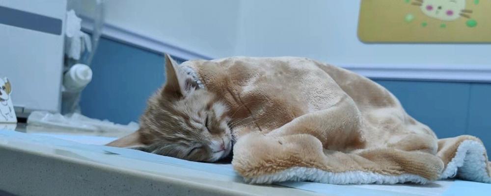 猫咪刚被传染猫瘟，你需要知道的15件事（以宠物为主）