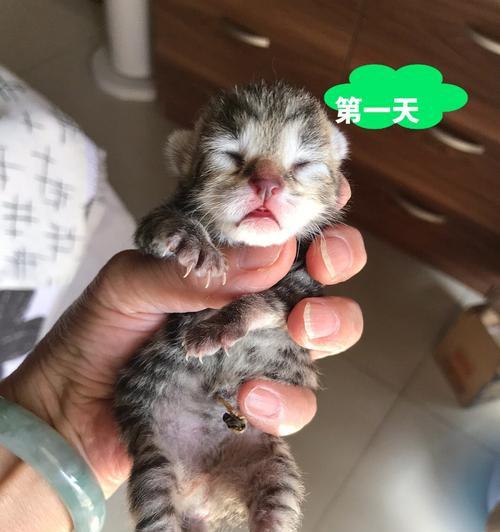 猫咪宫缩了怎么办（宠物主人必看）