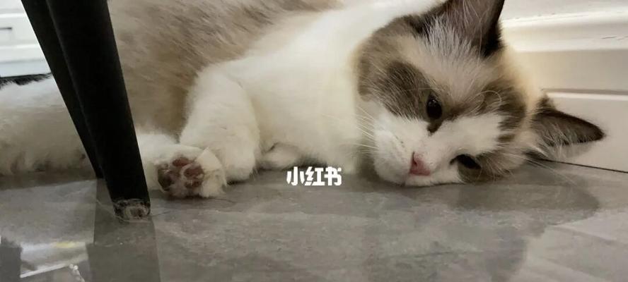 宠物猫咪怀孕期间该吃什么（为您解答宠物猫咪怀孕期间的饮食问题）