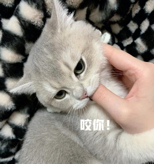 猫咪换牙食欲不振必知（从宠物的角度看猫咪换牙期的注意事项）