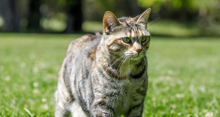 猫咪的尾巴遗传奥秘（以宠物为主）