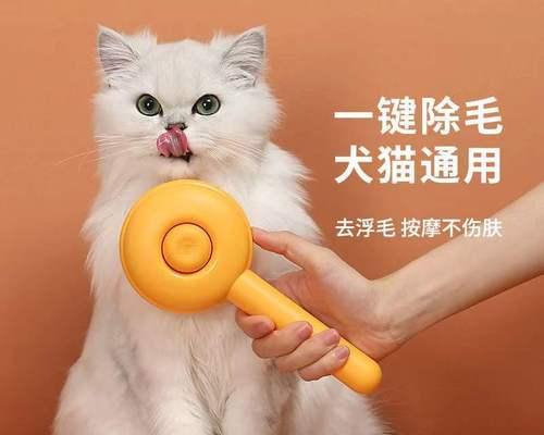 宠物猫脚疼的原因及处理方法（关爱宠物）