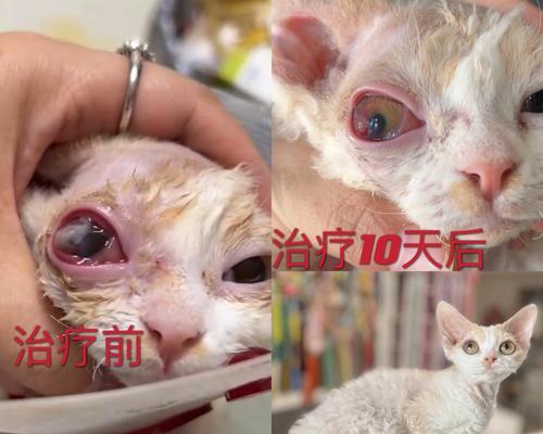 猫咪角膜自愈的奇妙力量（揭秘猫咪角膜腐骨自愈的秘密）