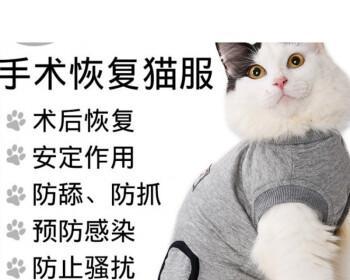 宠物猫咪节育的费用和必要性（猫咪节育的优点与费用对比）