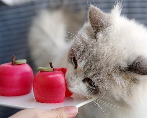 宠物猫咪啃东西怎么办（猫咪啃东西的原因及应对措施）