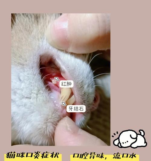 猫咪口炎不吃不喝，该如何治疗（宠物养护中必须关注的口腔健康问题——口炎）