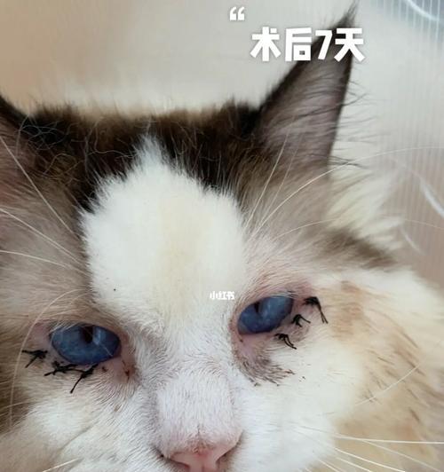 宠物猫咪流产后的护理及注意事项（宠物猫咪流产后的健康重点）