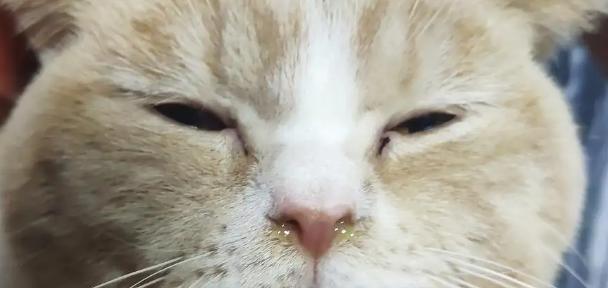 揭秘猫咪流透明眼泪的原因（探究猫咪情绪）