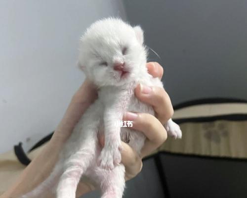 猫咪毛发变得不滑的原因与解决方法（宠物猫咪如何保持毛发柔顺滑爽）