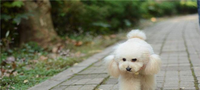 如何应对宠物泰迪犬抽筋事件（掌握正确的护理技巧）