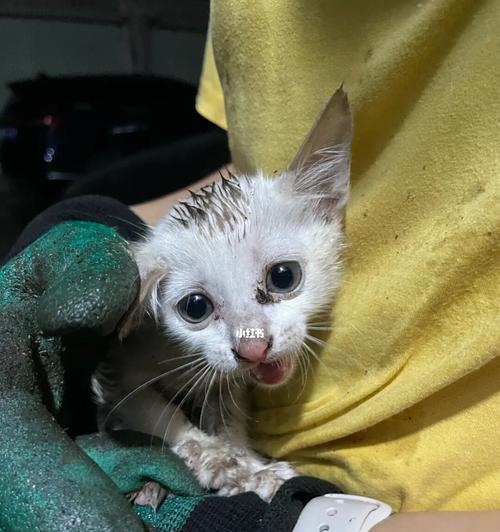 探究小猫抓人的原因与解决方法（探究小猫抓人的原因与解决方法）