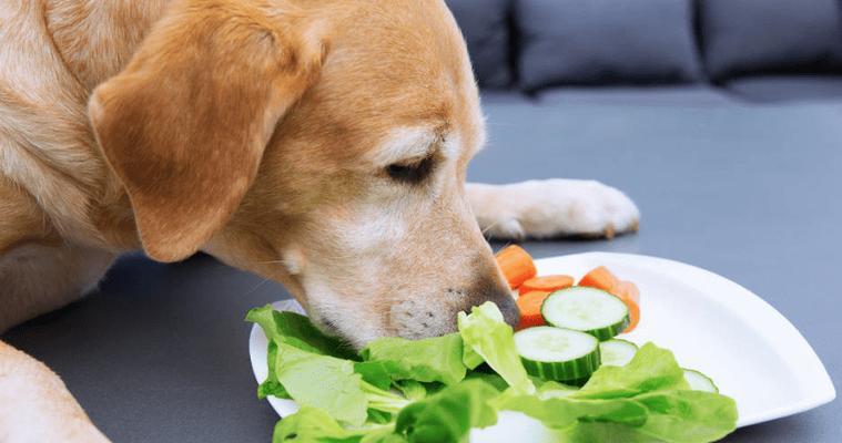 五个月小狗的饮食全指南（如何给宠物犬提供均衡营养饮食）