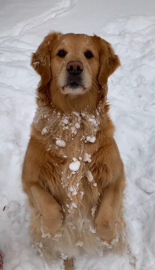 白雪覆盖下的狗狗世界（迎接冬季）