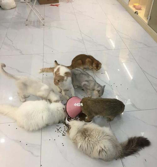 开设一家猫咪宠物店，享受宠物经营的乐趣（从爱猫到经营）