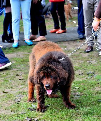 小藏獒犬瘟的症状及防治方法（保护您的爱宠）