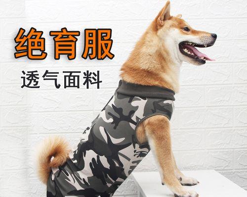 小狗出生后的打理指南（教你如何为宠物犬提供的护理和关爱）