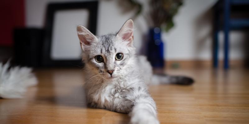 小猫饮食必知（10天后的宠物喂养法）