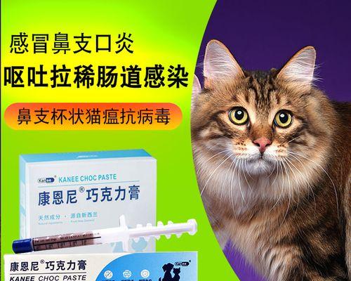 小猫肠胃炎的调养之道（用心宠爱）