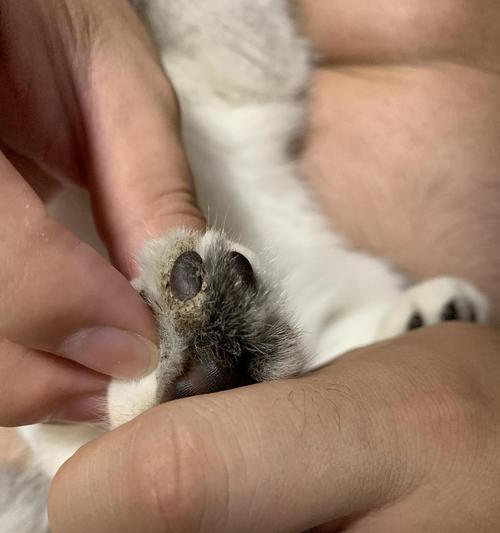 宠物小猫的肉垫裂开出血，主人该如何应对（如何处理小猫足底的肉垫裂开伤口）