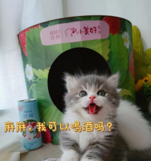 宠物小猫喝白酒的真相（白酒对宠物小猫的影响及应对方法）