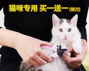 小猫后腿肿了怎么办（急救措施）