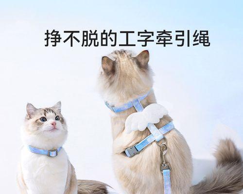 小猫后腿肿了怎么办（急救措施）