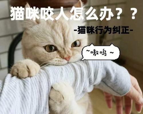 小猫的咬和舔（宠物喜好和行为解析）