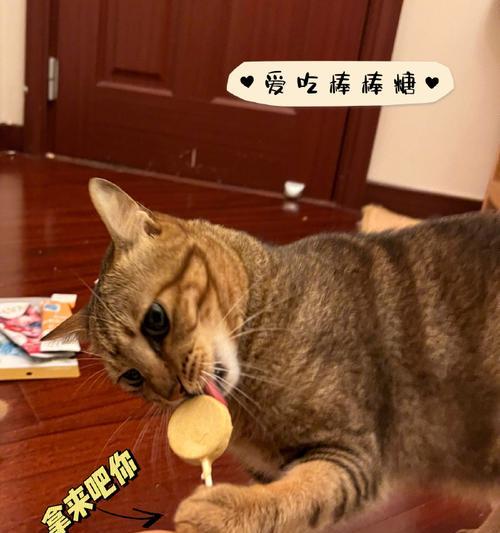 小猫的饮食习惯（小猫也可以吃炒鸡蛋）