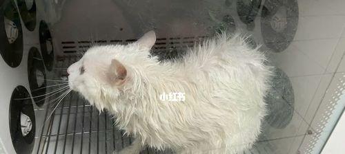 小猫拉屎出血的应急处理方法（如何帮助宠物度过猫瘟等疾病期间的生理疼痛）