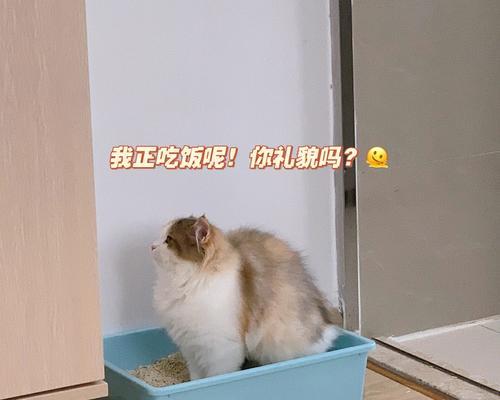 宠物健康的关键是什么（探究小猫拉屎红不拉几的原因与解决方法）