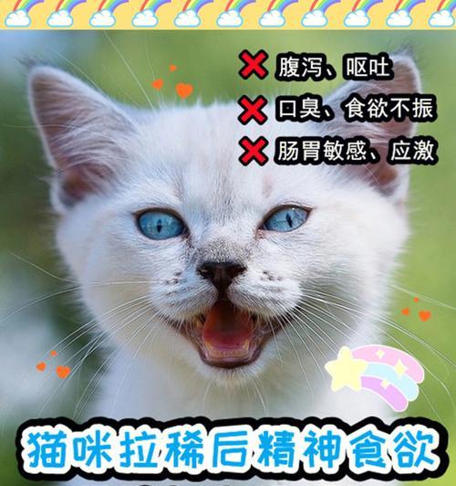 小猫拉稀不可忽视的严重后果（宠物拉稀危害大）