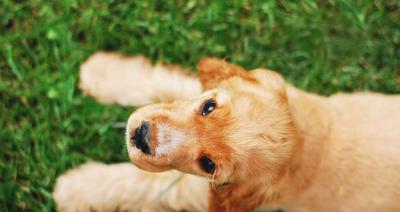 小猫体温高，重视狂犬病防控（从宠物管理、疫苗接种到预防措施）