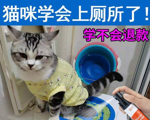 小猫突然乱拉屎尿尿，宠物主人必须知道的应对策略（15个段落带你了解小猫不正常排泄的原因和解决方法）