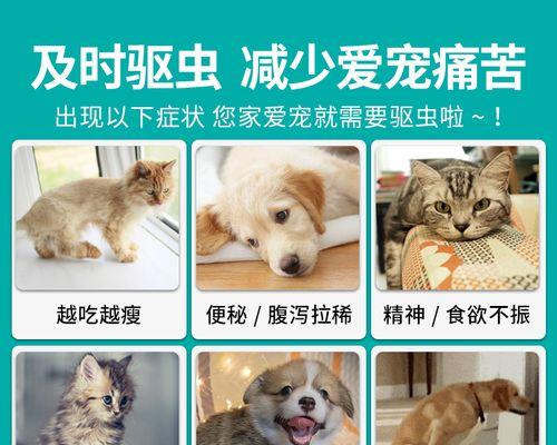 如何给宠物猫吃苯哒唑片（一份详细的指南）