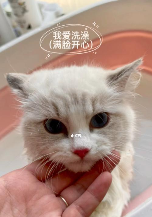 小猫咪拉稀怎么洗澡（教你正确给宠物洗澡）