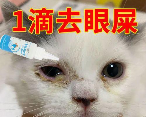 如何缓解小猫咪的多泪症状