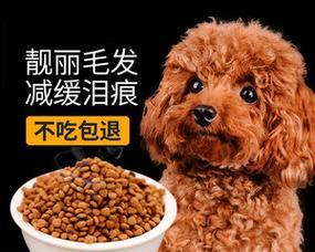 小型犬的美毛秘诀（以宠物为主）