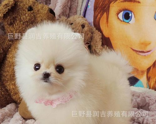 如何教育你的博美幼犬（以宠物为主）