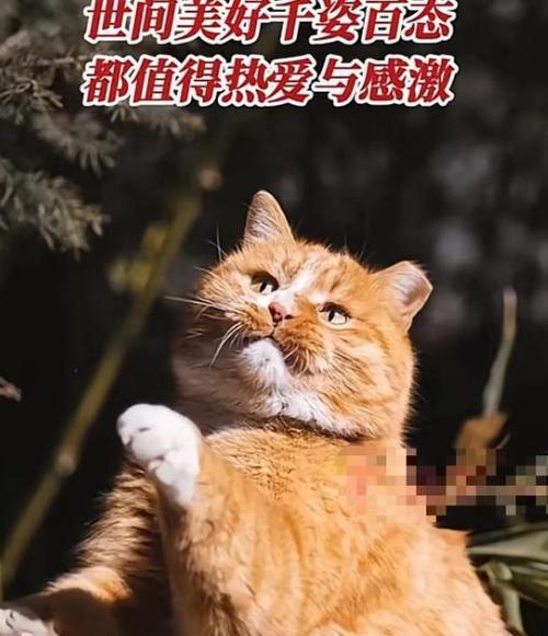 小猫的幸福生活（以宠物为主）