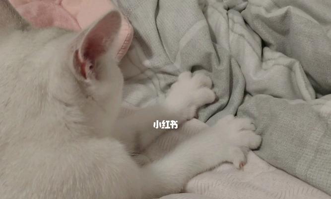 小猫踩奶——宠物的温馨表达（从小猫踩奶看宠物的表达方式与心理需求）