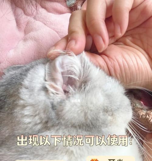 宠物小猫耳朵抽搐是怎么回事（探究小猫耳朵抽搐的原因和应对方法）