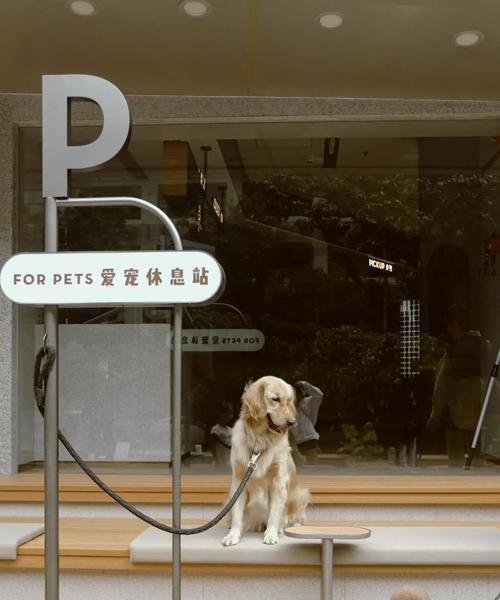 宠物猫发情期不吃饭应该怎么办（如何帮助发情的宠物猫恢复食欲）