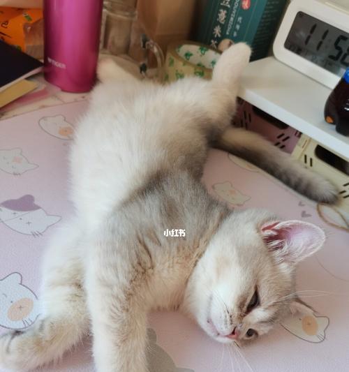 小猫感冒了，会呼噜吗（如何照顾生病的宠物猫）