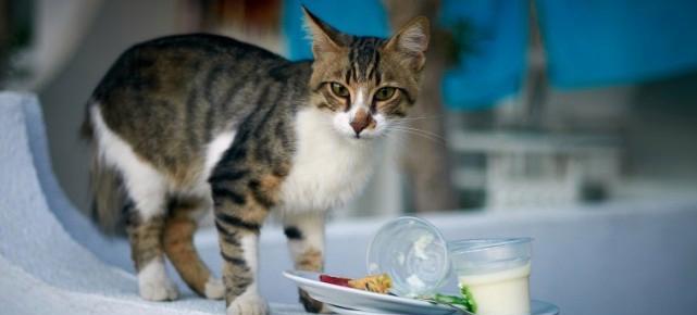 小猫新家首餐，能否吃酸奶（宠物的饮食禁忌与健康建议）