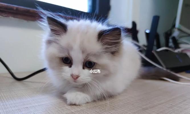 新宠物小猫如何与家人相处（宠物培养的秘诀）