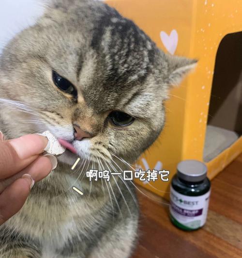 宠物小猫不吃饭怎么办（15个方法帮助你解决猫咪饮食问题）