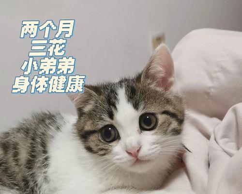 如何保证小猫的健康成长（如何保证小猫的健康成长）