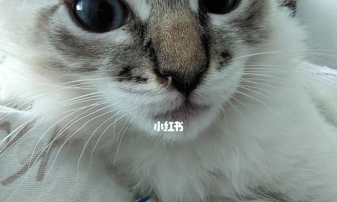 小猫为什么偶尔打喷嚏（了解宠物的健康状况）